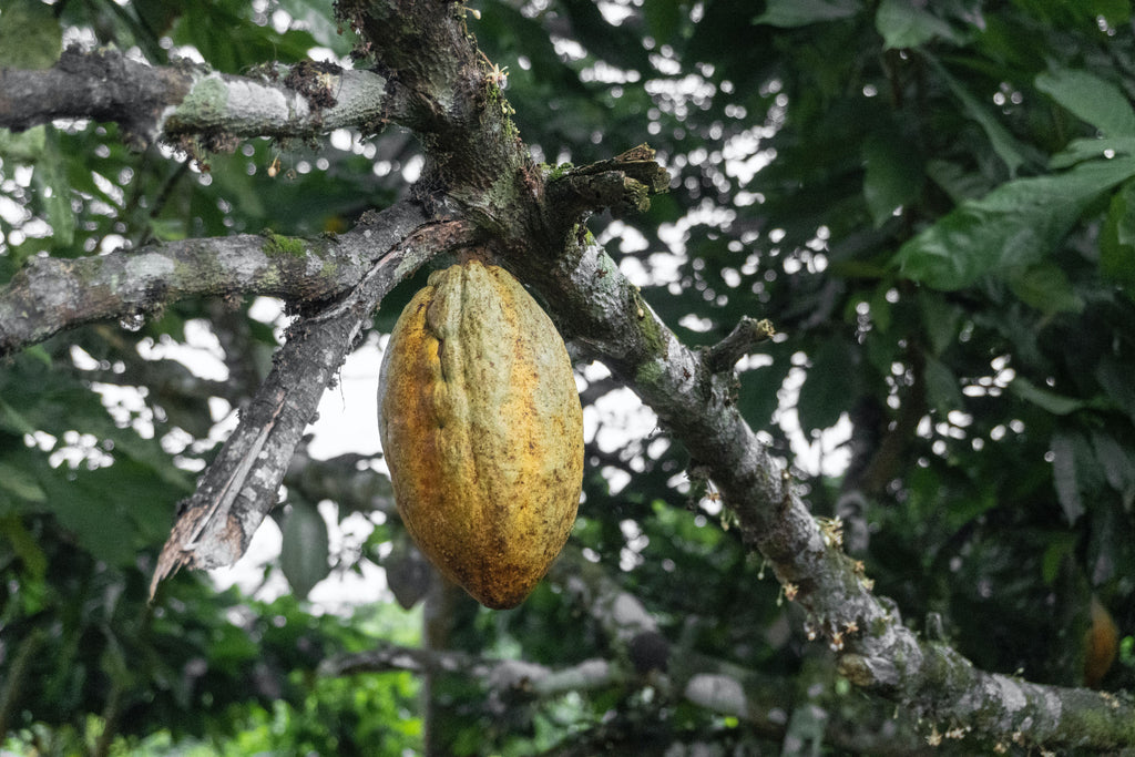 Terroir-ific Tastes: Exploring the Unique Flavors of Wine and Chocolate Regions